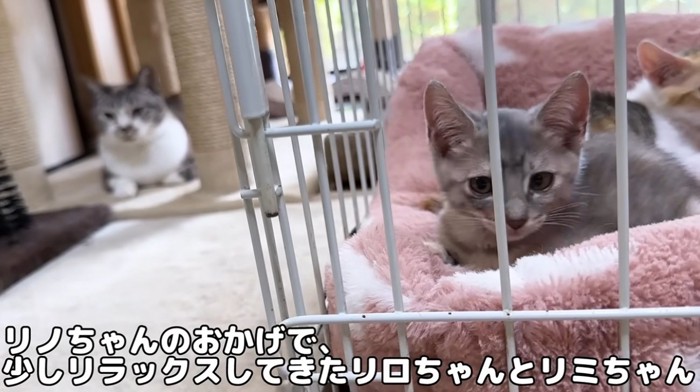 ケージの中の子猫と座っている大人猫