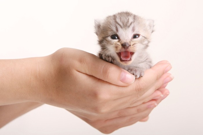 手のひらの上で鳴いている子猫