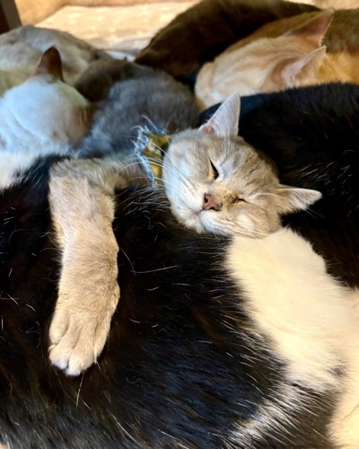 囲まれる竜太郎くん