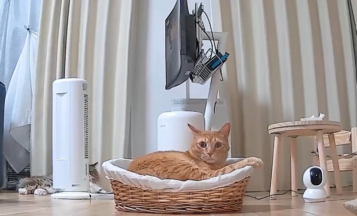 新しいベッドで眠る猫
