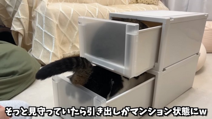 引き出しに入る2匹の猫