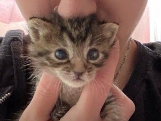 女性と子猫