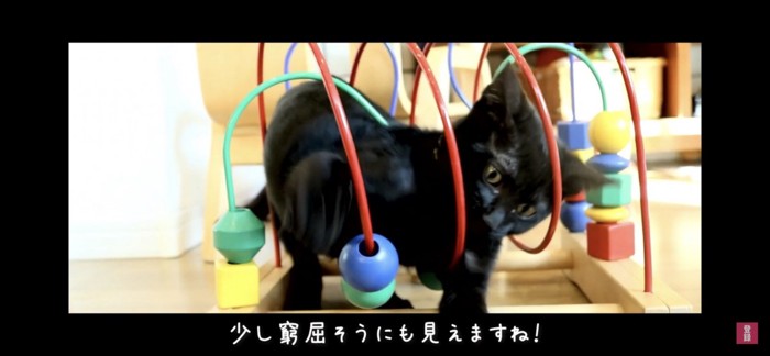 おもちゃで遊ぶ猫