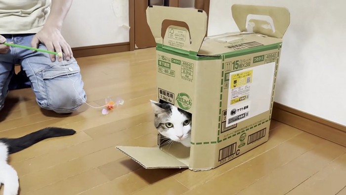 段ボール箱から顔を出す猫