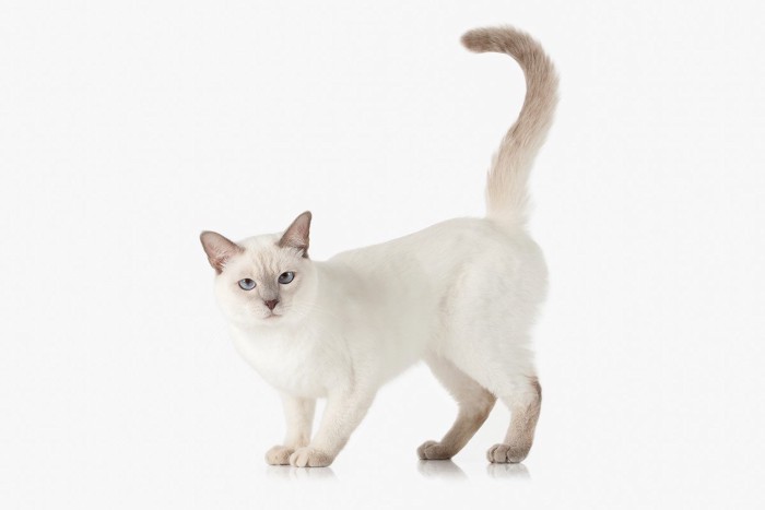 しっぽを立ててこちらを見る猫