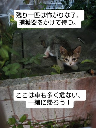 姿勢を低くする子猫
