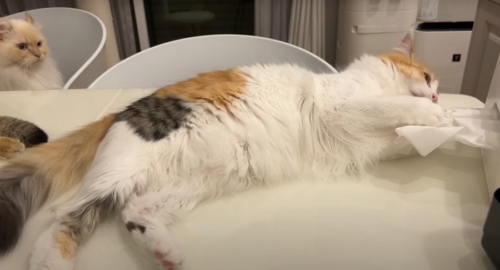 ティッシュを噛む猫