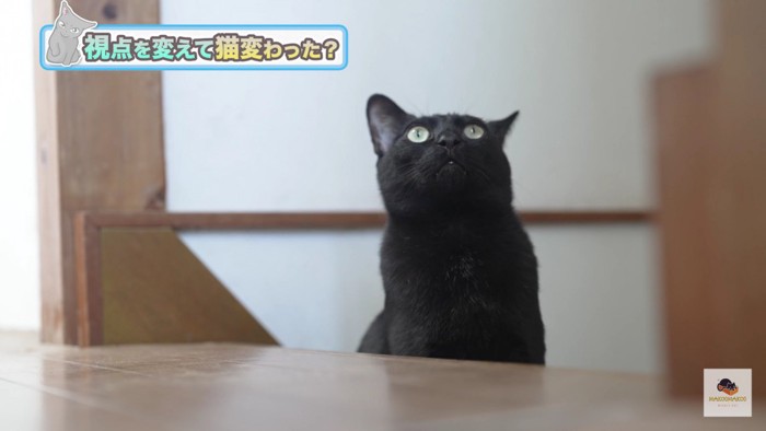 上を見る黒猫