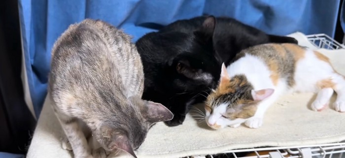 寄り添う猫3匹