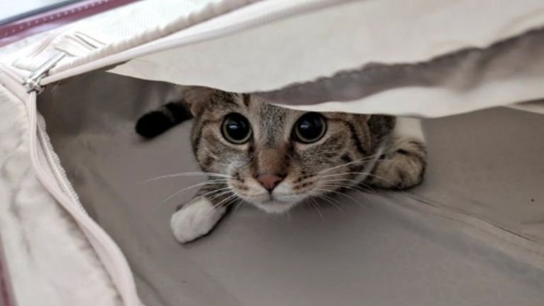 室内にいる猫