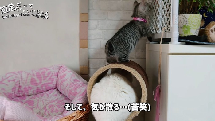 トンネルの中の猫と立つ子猫