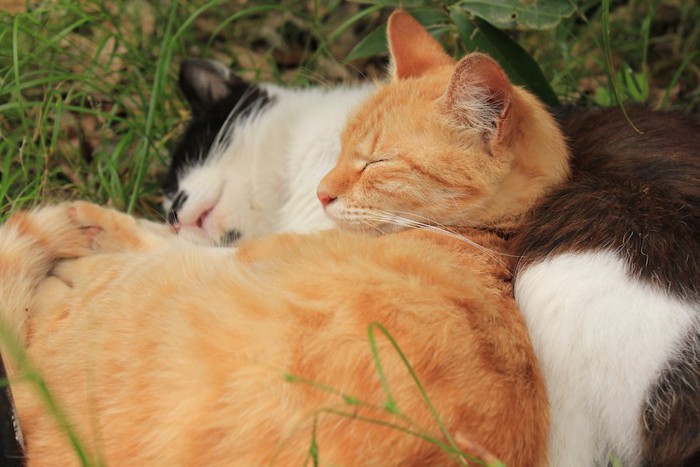 屋外で寄り添って眠る猫