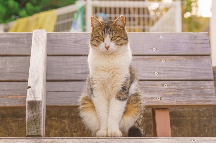 日本猫