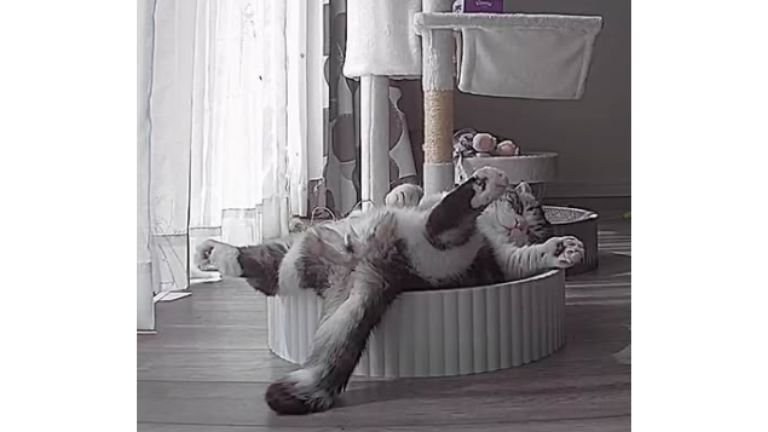 ペットカメラに映る猫