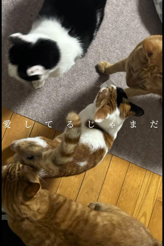 子猫の周りにいる成猫