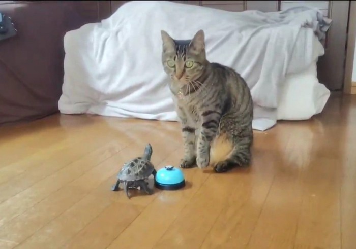 猫と亀