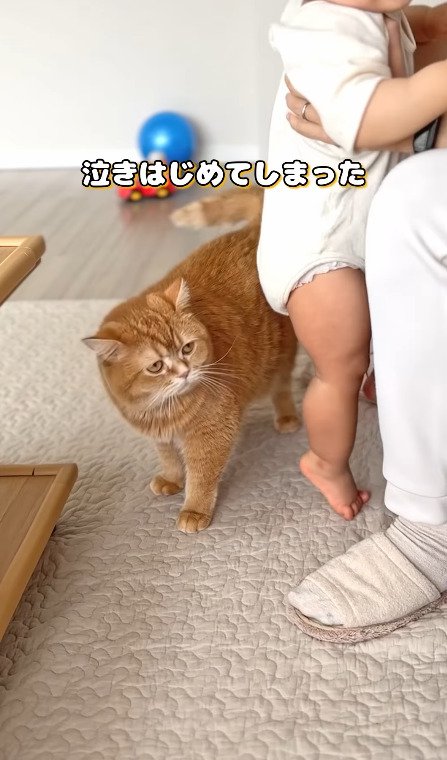 泣き始めた赤ちゃんをみる猫