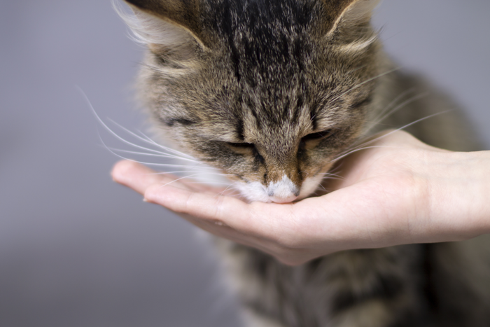 餌を食べる猫