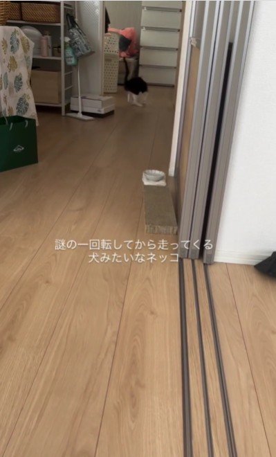 歩いている猫