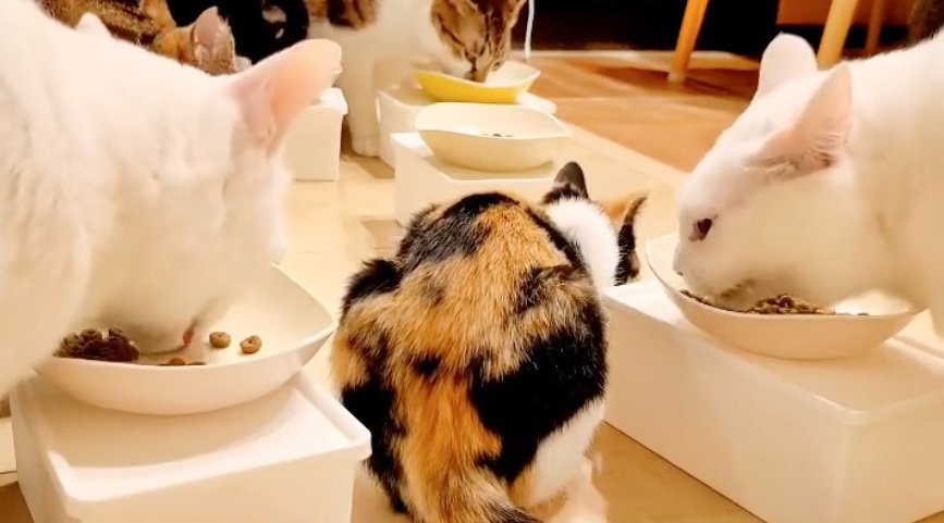 ご飯を食べる猫たち