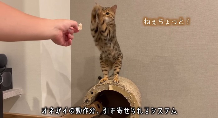 お願いする猫