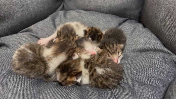 生まれた子猫たち