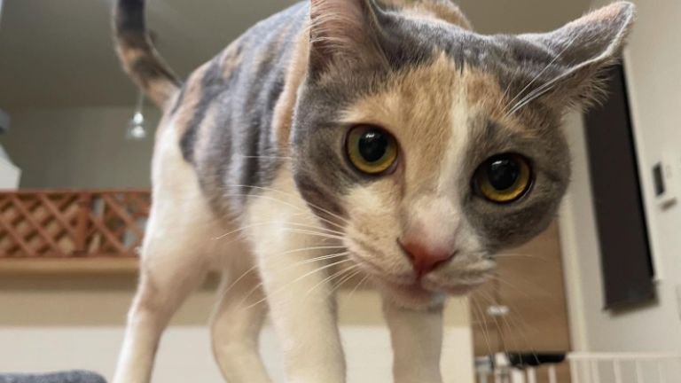 室内にいる猫