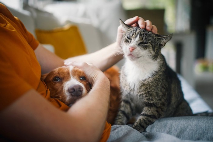 犬と飼い主と仲良しの猫