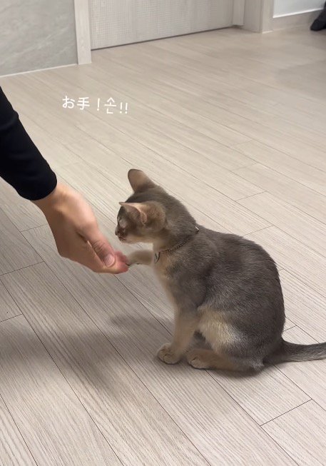 猫に手のひらを見せる飼い主