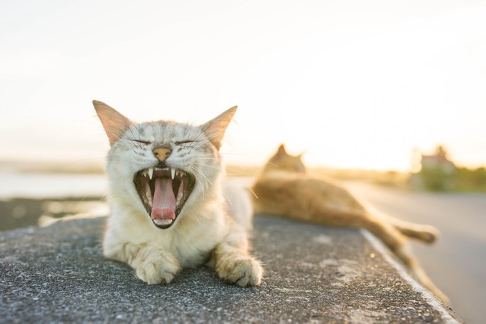 2匹の野良猫