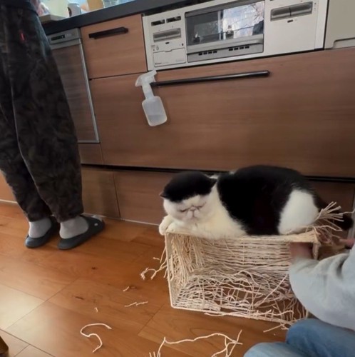 かごに乗る猫