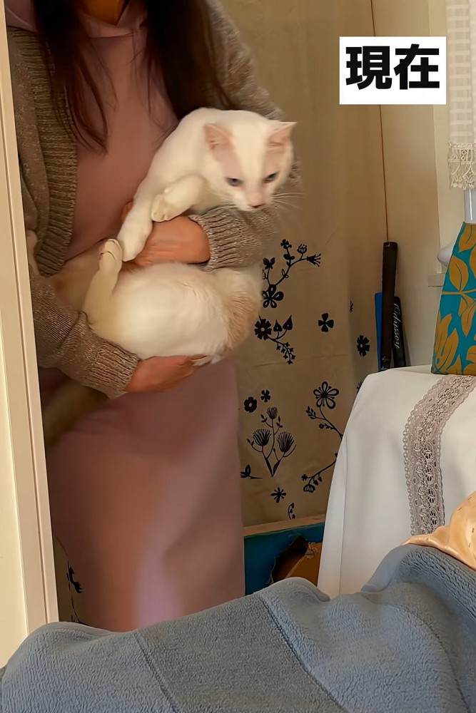 抱っこされる成猫