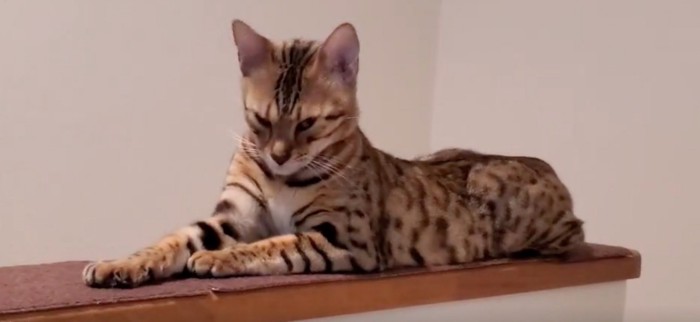横目で見てくる猫