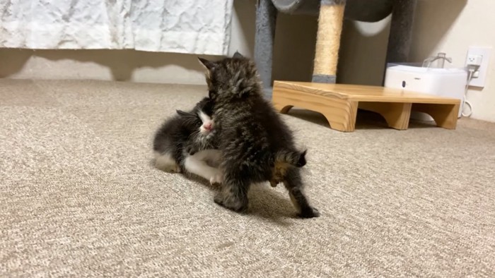 取っ組みあう子猫