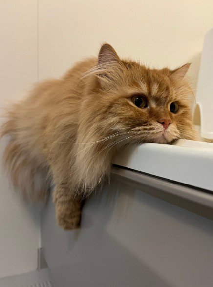 お風呂場がお気に入りの猫