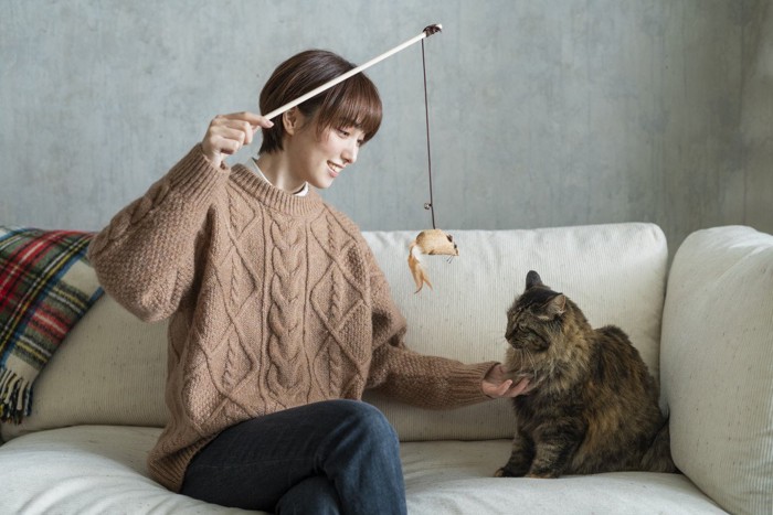 猫じゃらしで遊び女性と猫