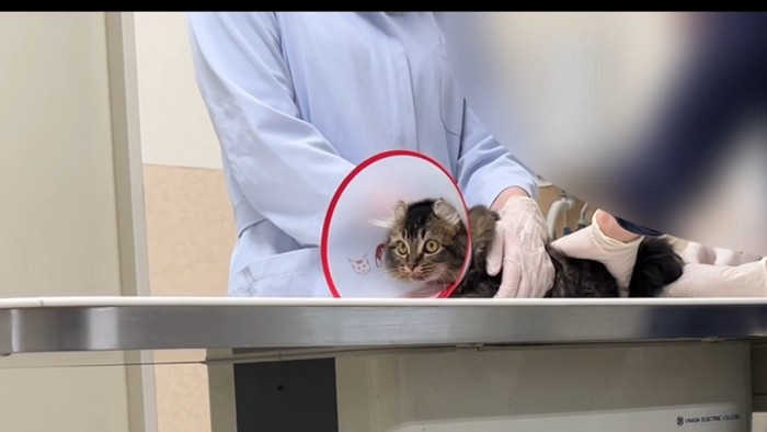 病院で処置される猫