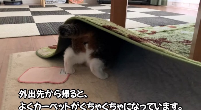 カーペットに入る猫