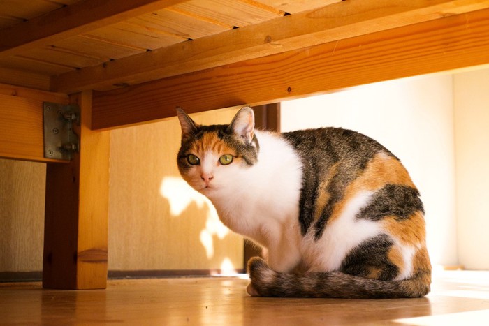 人見知りな三毛猫