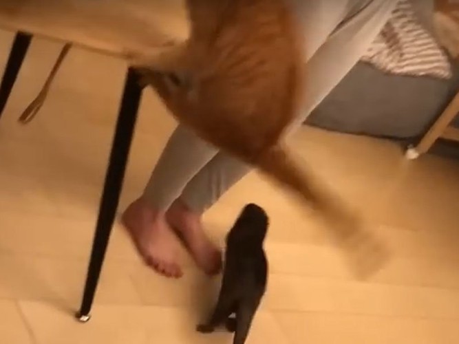 テーブルに飛び乗ろうとする猫