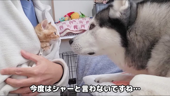 顔を近づける子猫とハスキー犬