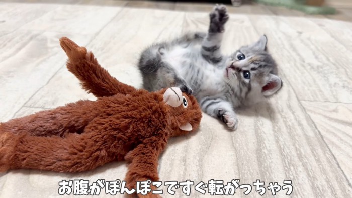 ぬいぐるみで遊ぶ子猫