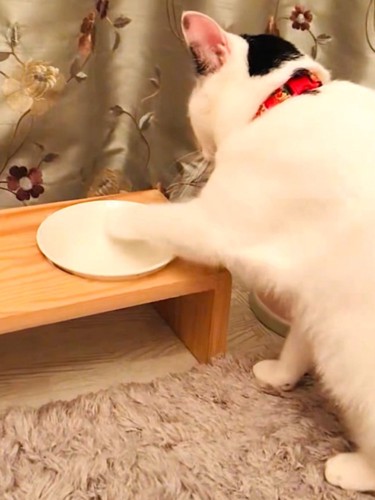 左手でフードボウルをちょいちょいしている子猫