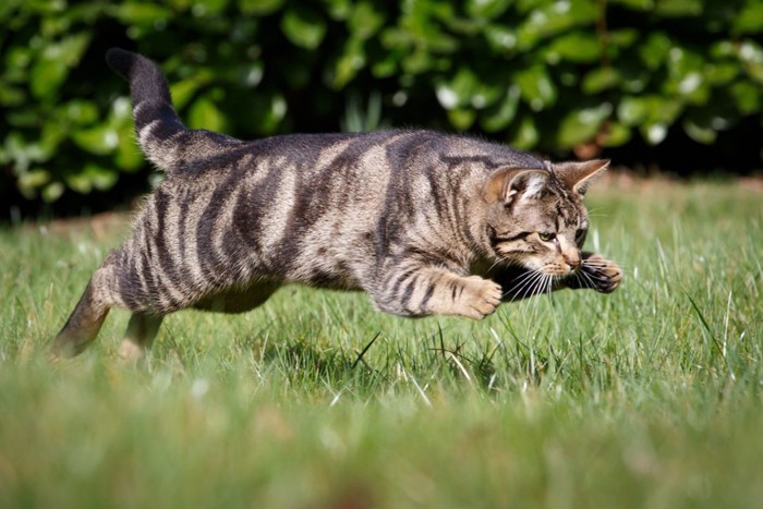 狩りをする猫