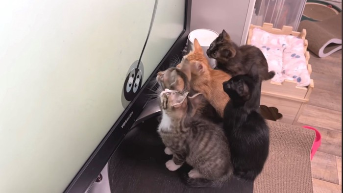 真剣に画面を追う子猫たちの横顔