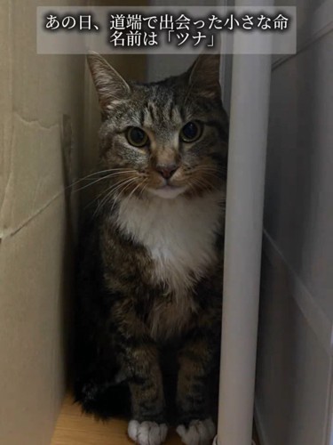 おすわりする成猫