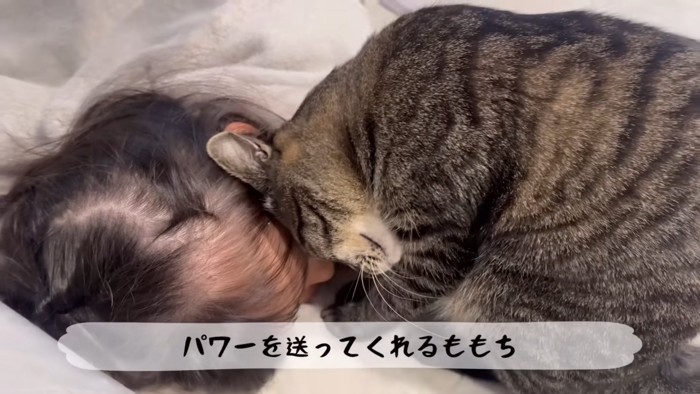 子どもの顔におでこをつける猫