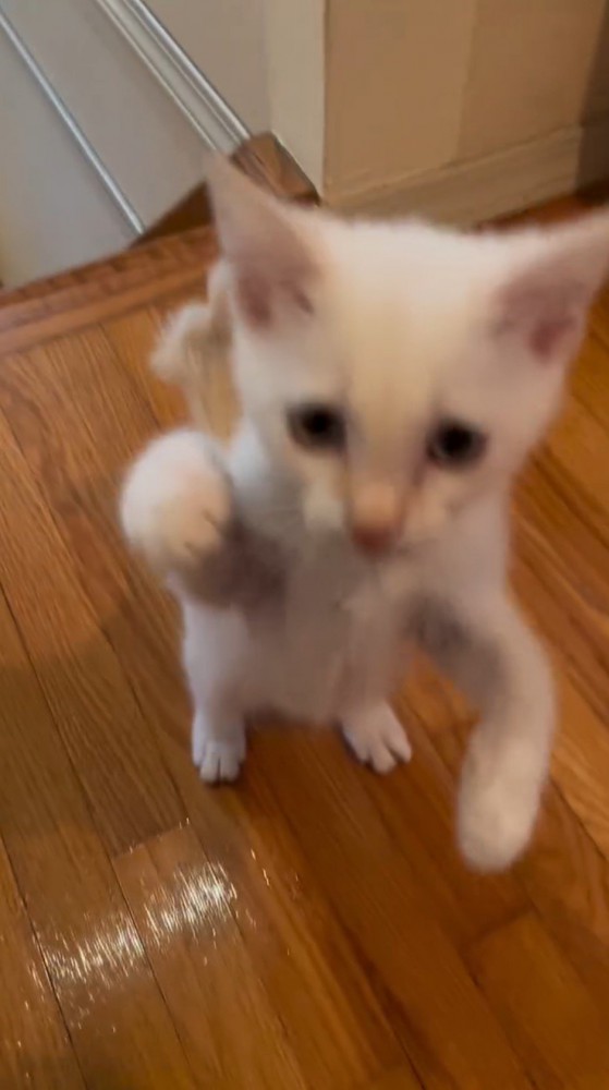 床から前足を離す子猫