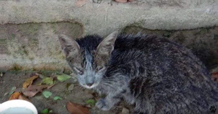 水の入った容器とうずくまるグレーの猫