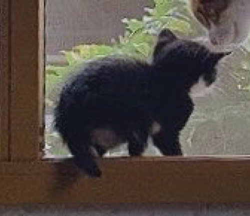 網戸越しに窓の外を眺める子猫